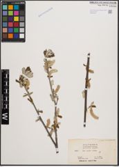 Foto von Salix coulteri Andersson